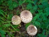 IMG_2025DXO_3
