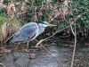 IMG_4912dxo