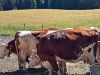 20260804_image_11dxo